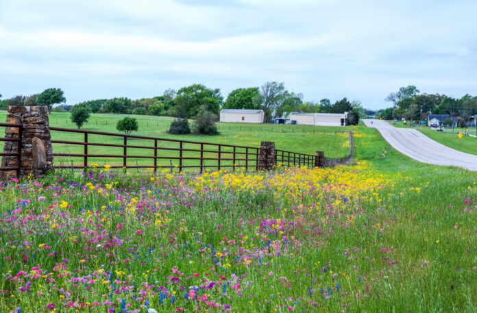 Wildflowers bursting in bright bold blooms seemingly covered the whole town with hot pink bright yellow, bright blue, green, red and everything in between. A great time for roadtrip sight seeing in Texas, USA, America