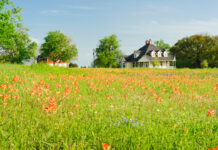 Farm house and barn in background of wildflowers in pasture. Texas.