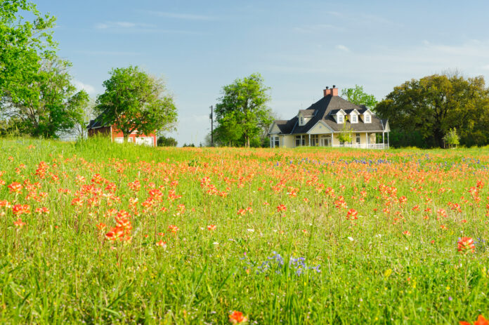 Farm house and barn in background of wildflowers in pasture. Texas.